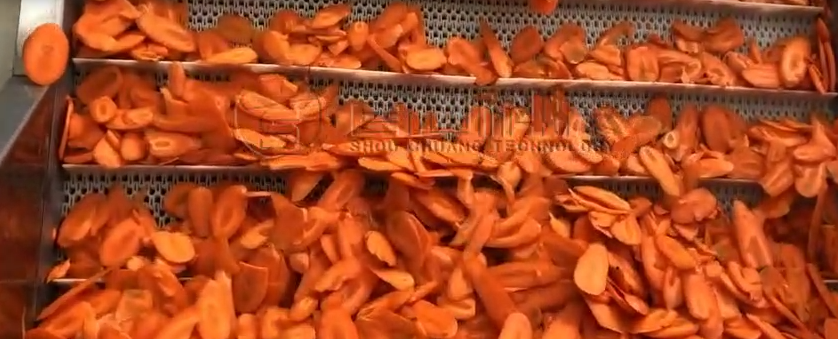 Carrot Drying Equipment Video