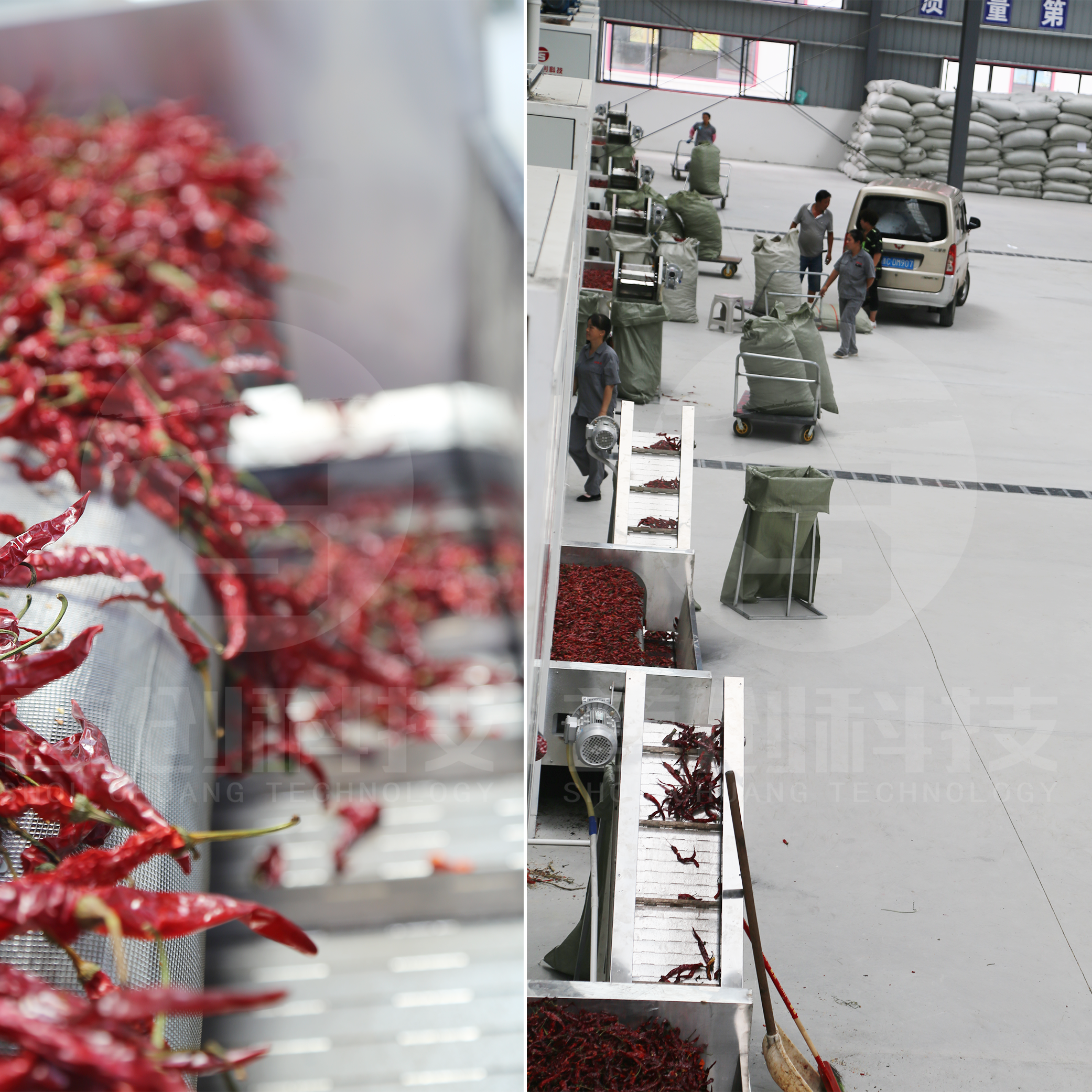 Dried red bell pepper dryer hot air continuous dynamic system circulation chilies drying machine