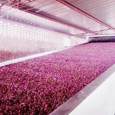 Rosehips Drying Machine