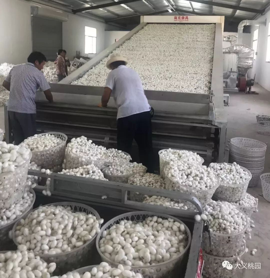 Large cocoon drying equipment