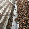 Pine Nut Drying Machine
