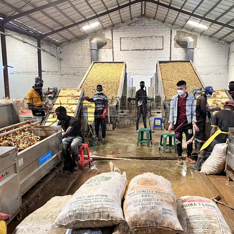 Ginger Slice Dryer Equipment