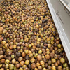 Pine Nut Drying Machine