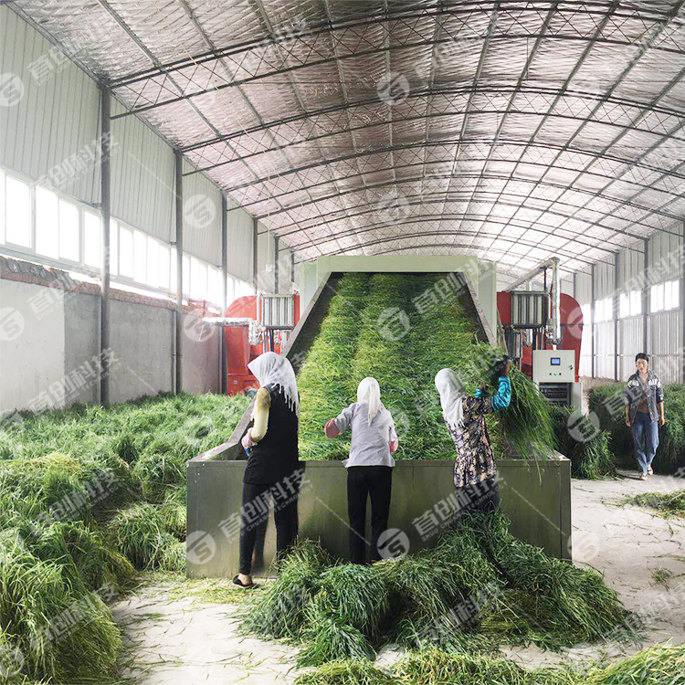 New technology machine for processing alfalfa hay dry grass mesh belt dryer