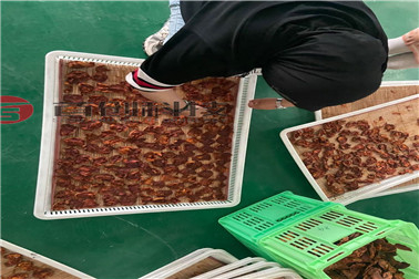 Apricot Drying Machine