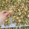 Avocado Slice Drying Machine